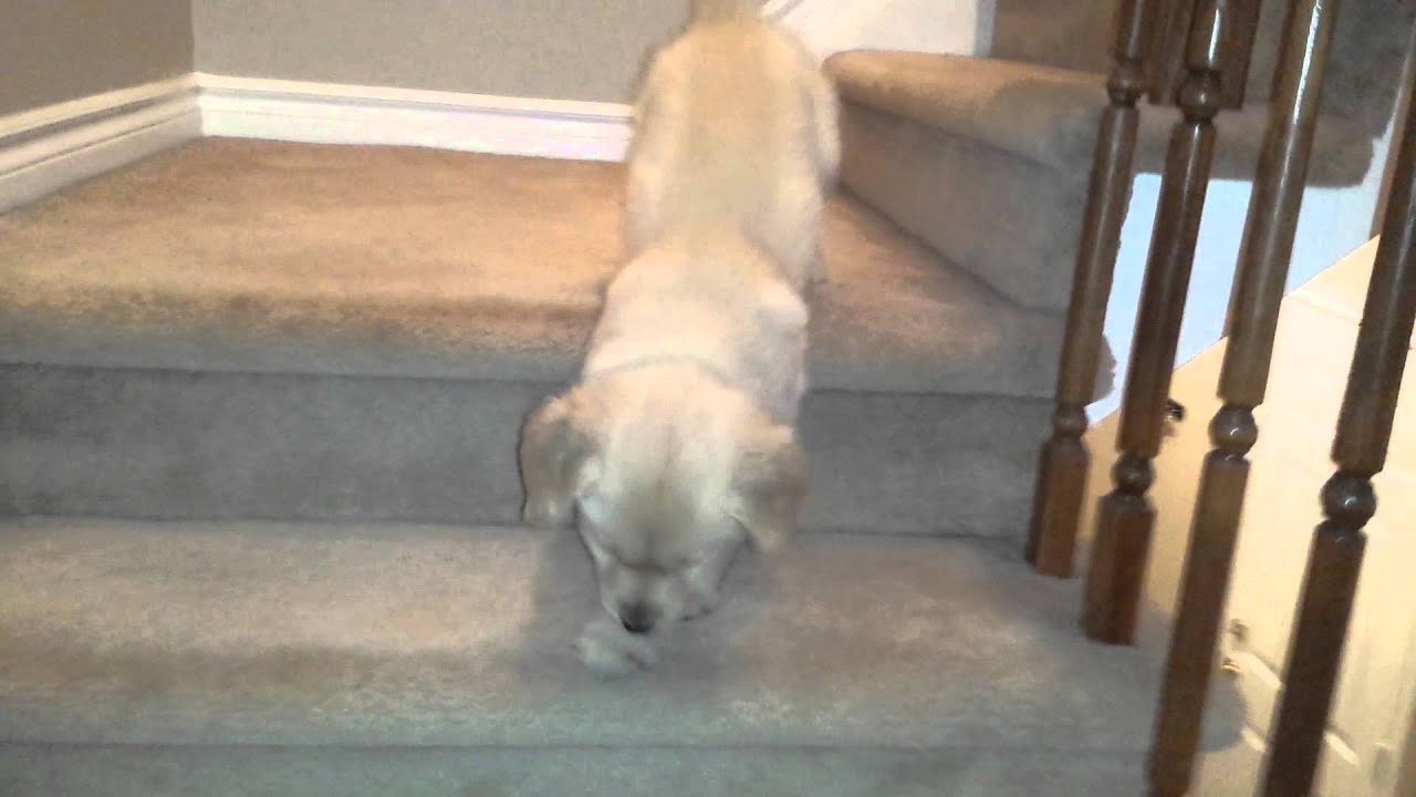 Golden Retriever Puppy NERO CAN Go Down Stairs!!