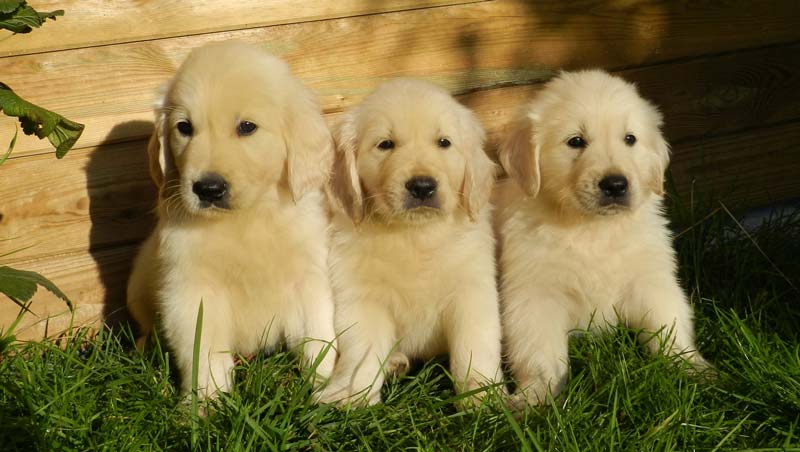 Golden Retriever Puppy Price in India and Monthly Expenses ...