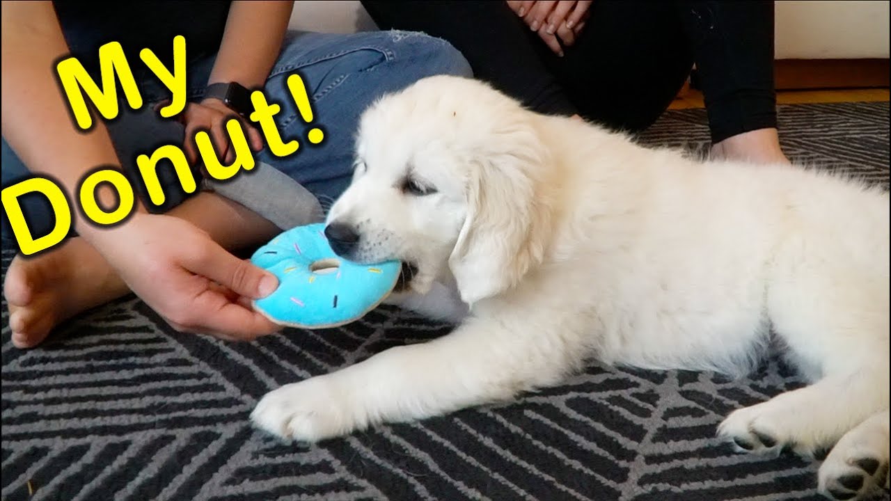 Golden Retriever Puppy Reacts to New Chew Toys