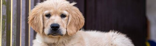 Golden Retriever Puppy Rescue New England : Salty Dogs ...