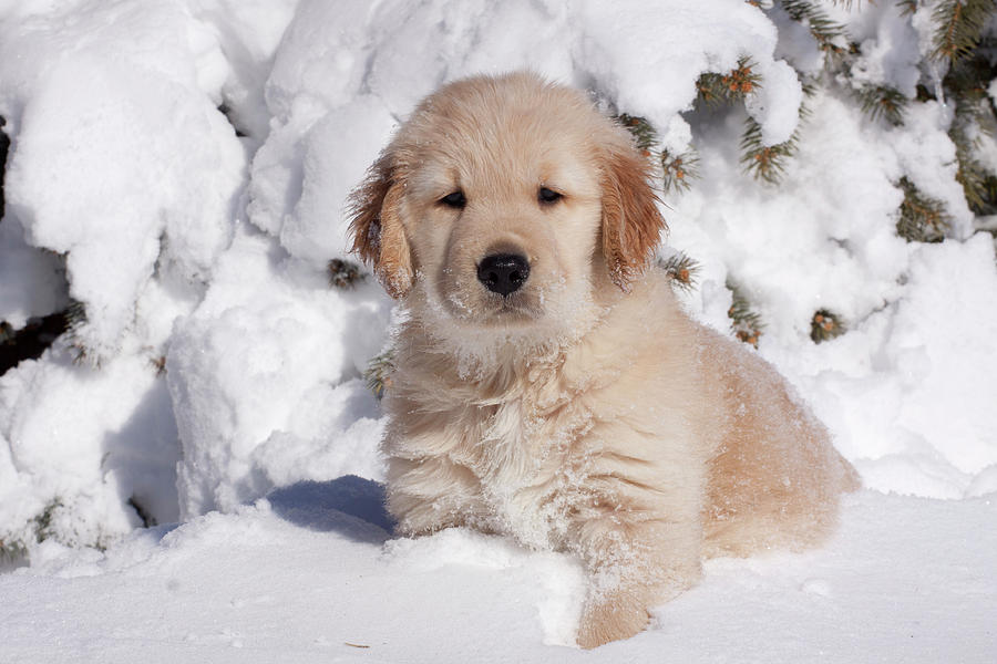 Golden Retriever Puppy Sitting In Snow, Illinois, Usa ...
