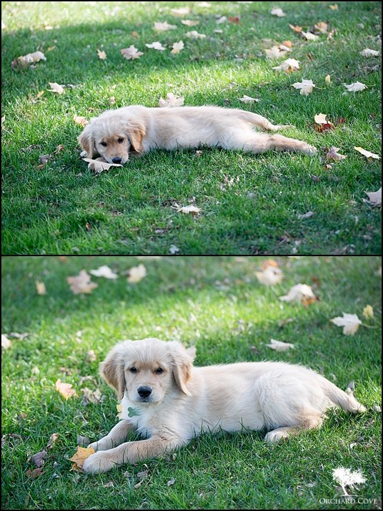 Golden Retriever Puppy :: Streeter!
