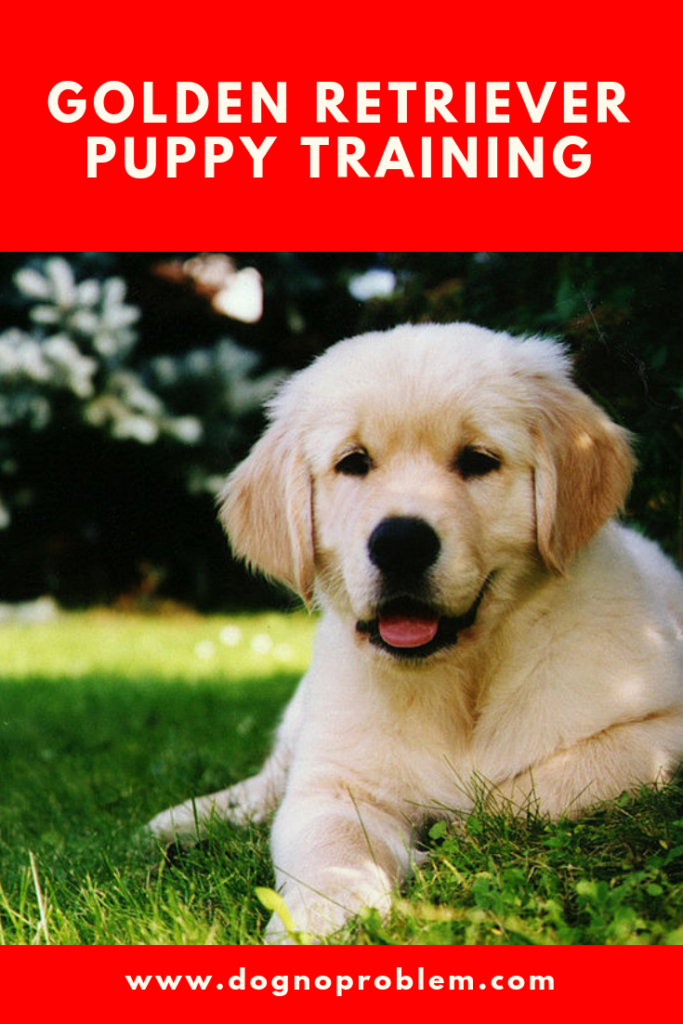 Golden Retriever Puppy Training (Learn How to Train the ...