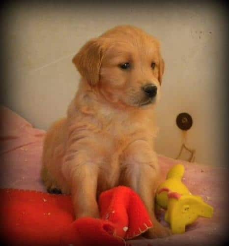Golden Retriever Pups Available for sale in Millgrove, Ontario