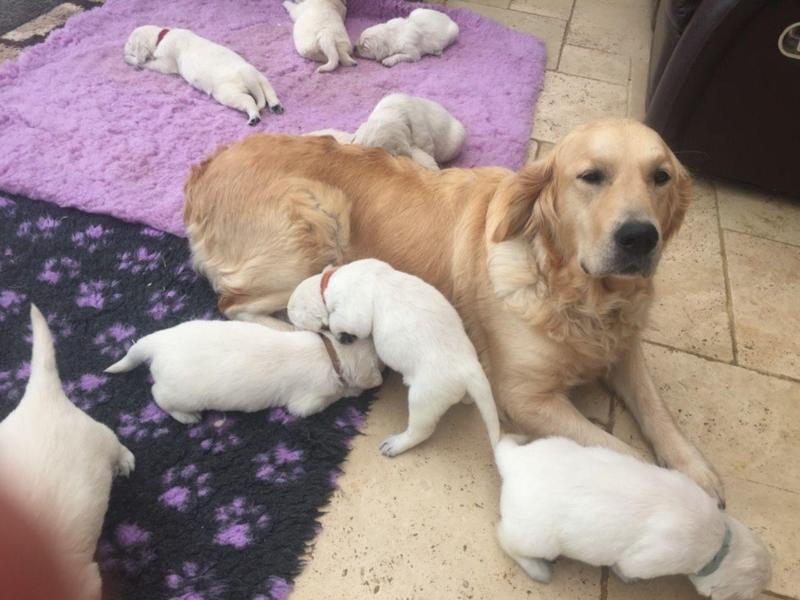 Golden Retriever Pups Available Now! in Newcastle Upon ...