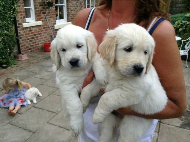 Golden Retriever Pups For Sale For Sale