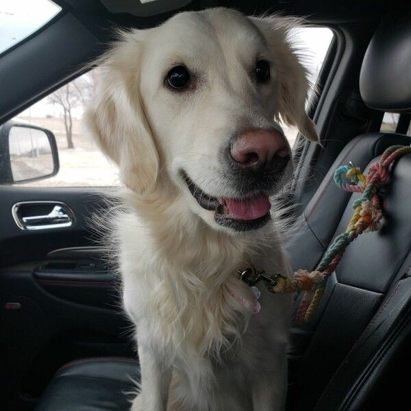 Golden Retriever Rescue Dog for Adoption in Wedgefield, South Carolina ...
