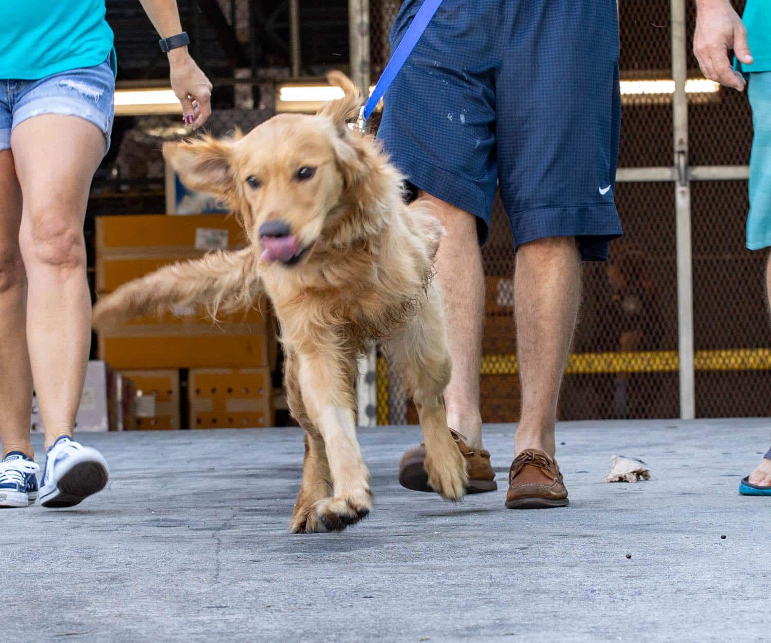 Golden retriever rescued from Chinese meat market by Florida animal ...