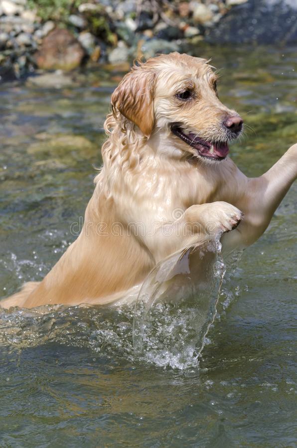 Golden Retriever Running Fast In The Water Stock Photo ...