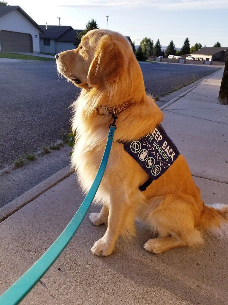 Golden Retriever Service Dog For Anxiety