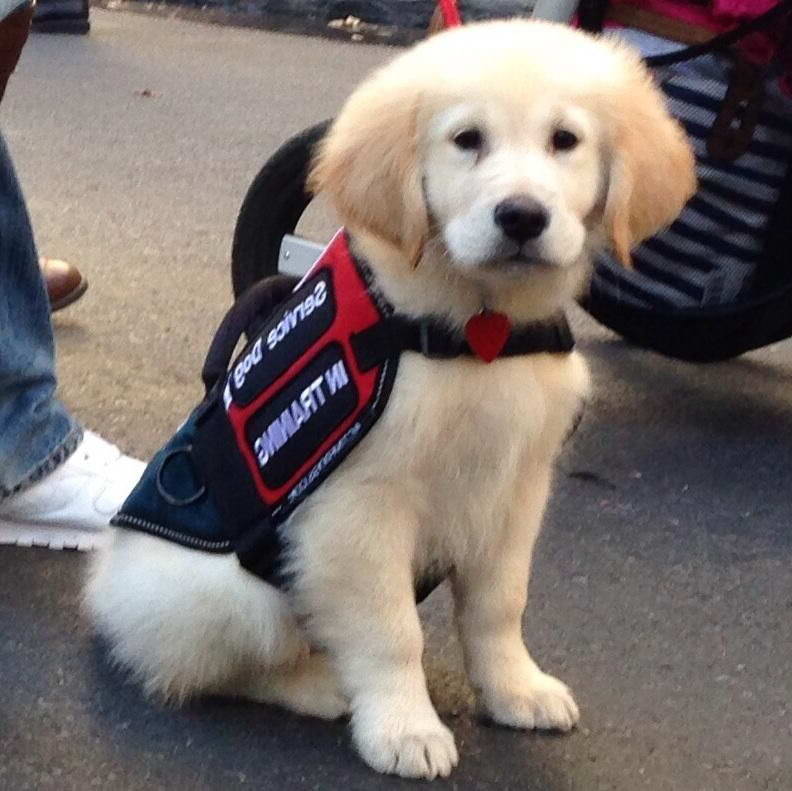 Golden Retriever Service Dog Training