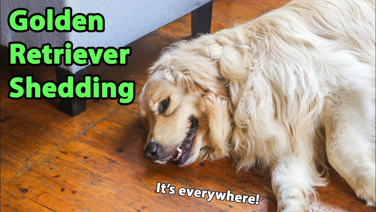 Golden Retriever Shedding: 14 Tips To Control It (And Keep ...