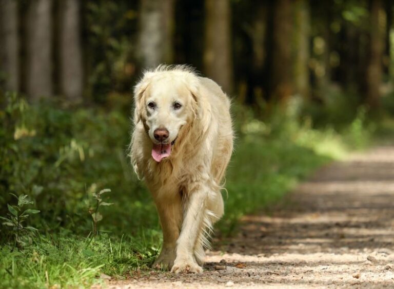 Golden Retriever Shedding: How Much They Shed and How to ...