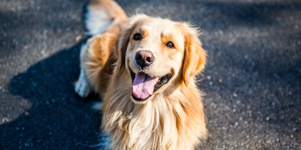 Golden Retriever Spay Recovery: What You Need to Do