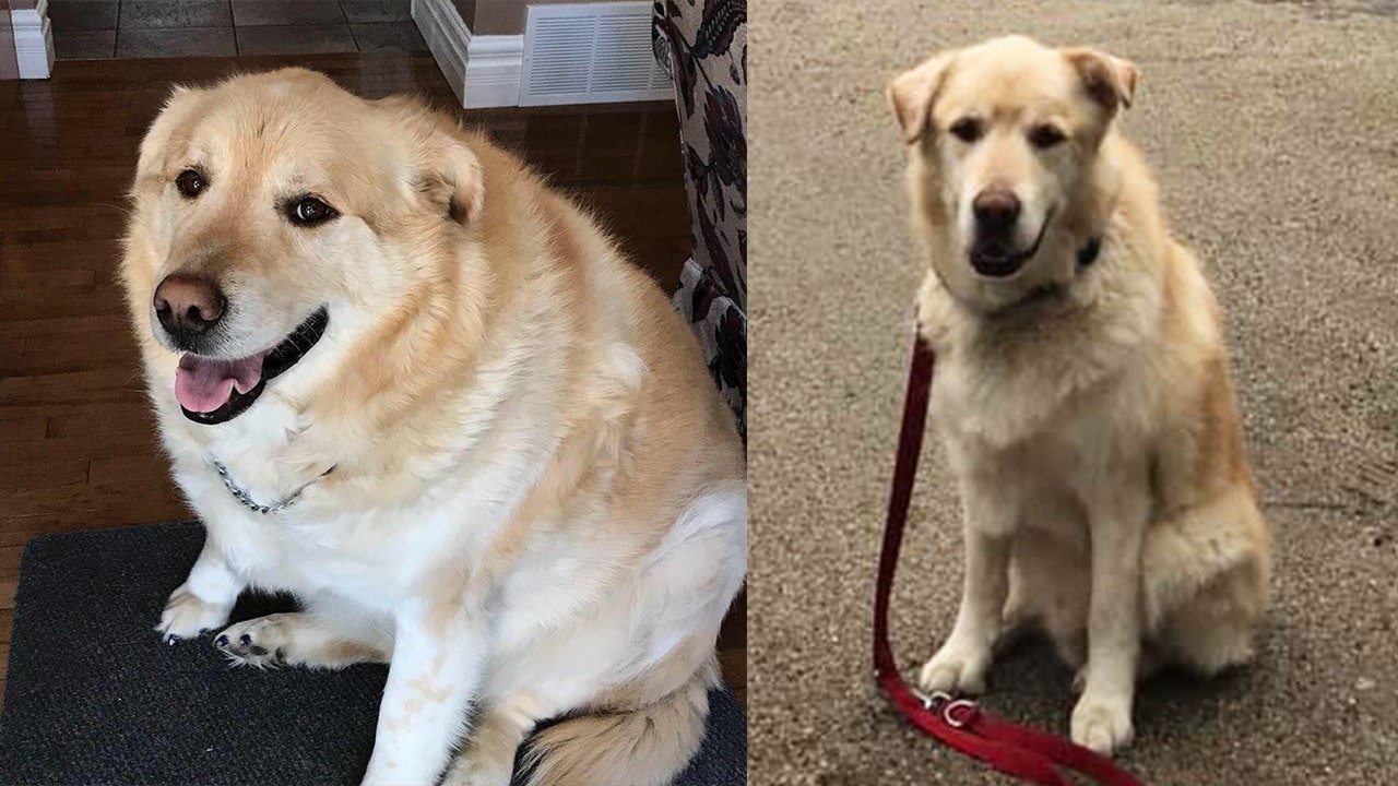 Golden retriever that weighed 173 pounds looks like a new ...
