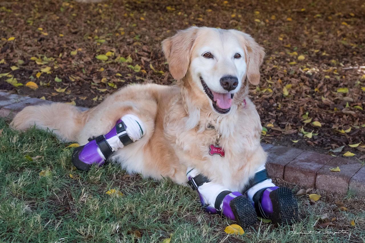 Golden Retriever Therapy Dog with Four Prosthetic Paws Can ...