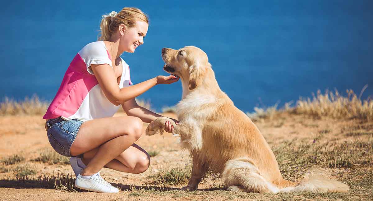 Golden Retriever Training Tips: 11 Great Ideas To Help You ...