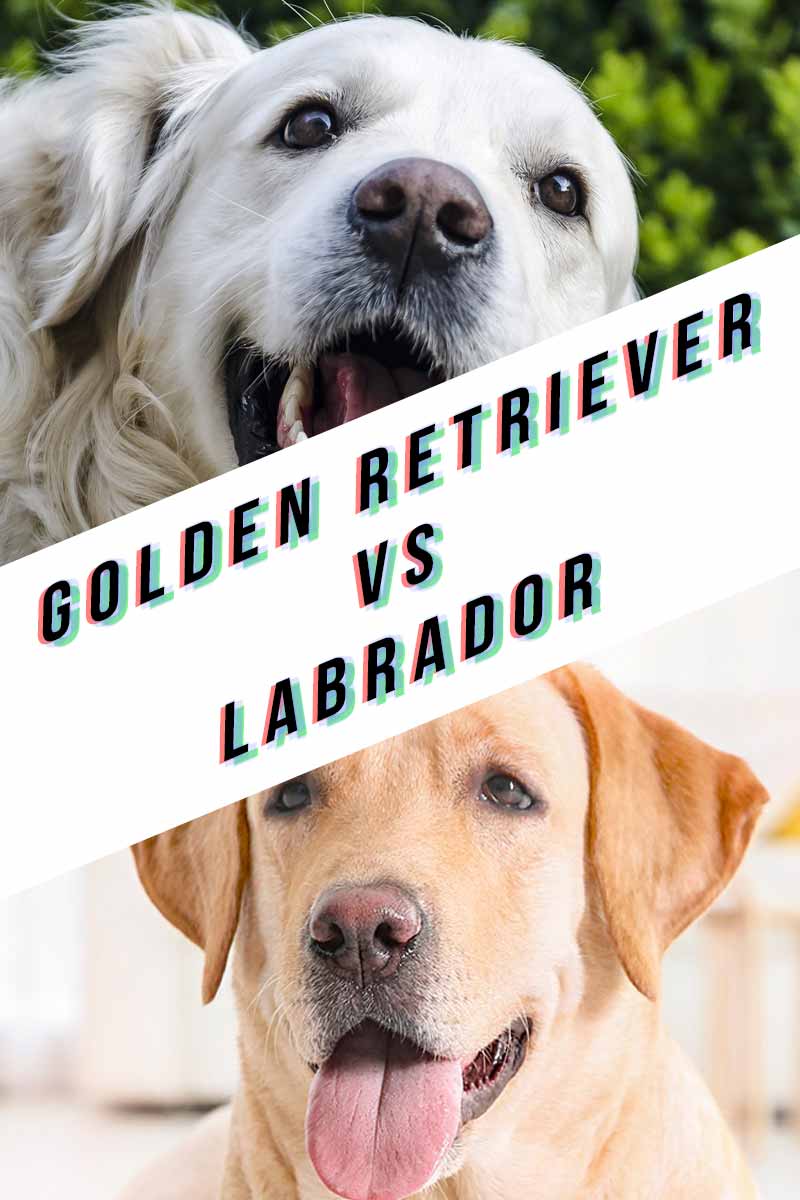 Golden Retriever vs Labrador â Labradorâs World