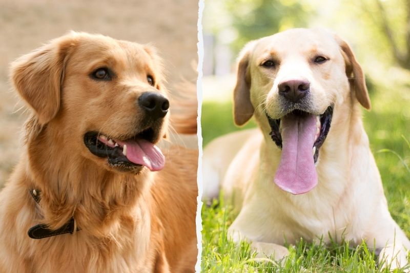 Golden Retriever vs Labrador : Which one to choose ...