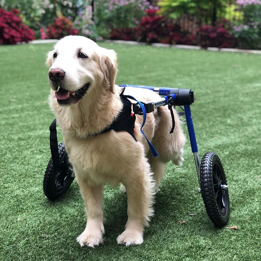 Golden Retriever Wheelchair Service Dog