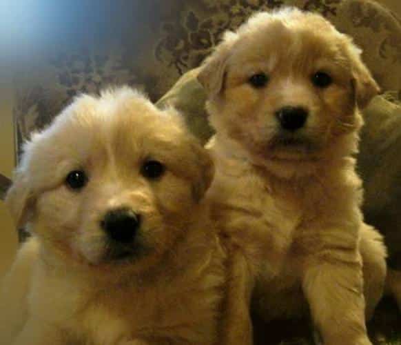 GOLDEN RETRIEVER x puppies for sale in Hamilton, Ontario