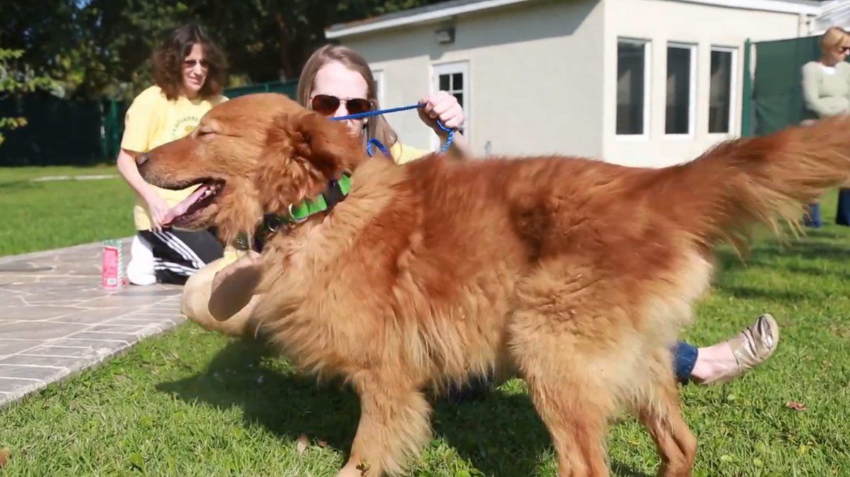 Golden retrievers abandoned in Turkey are being brought to ...
