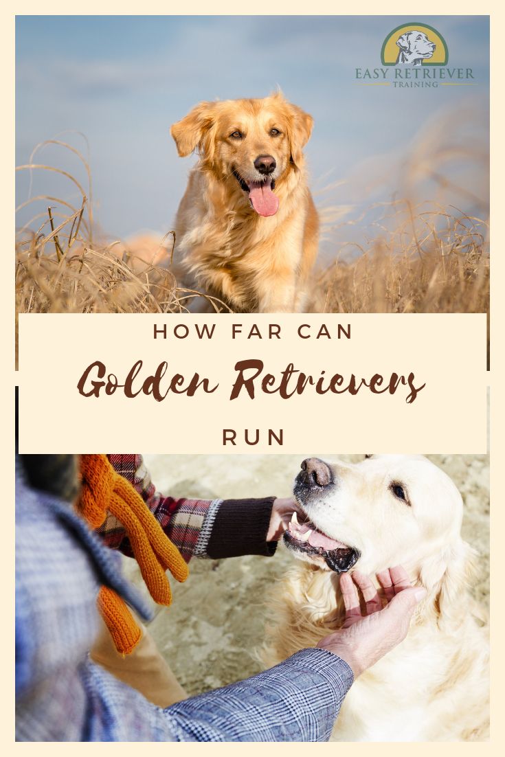 Golden Retrievers are excellent runners, but...