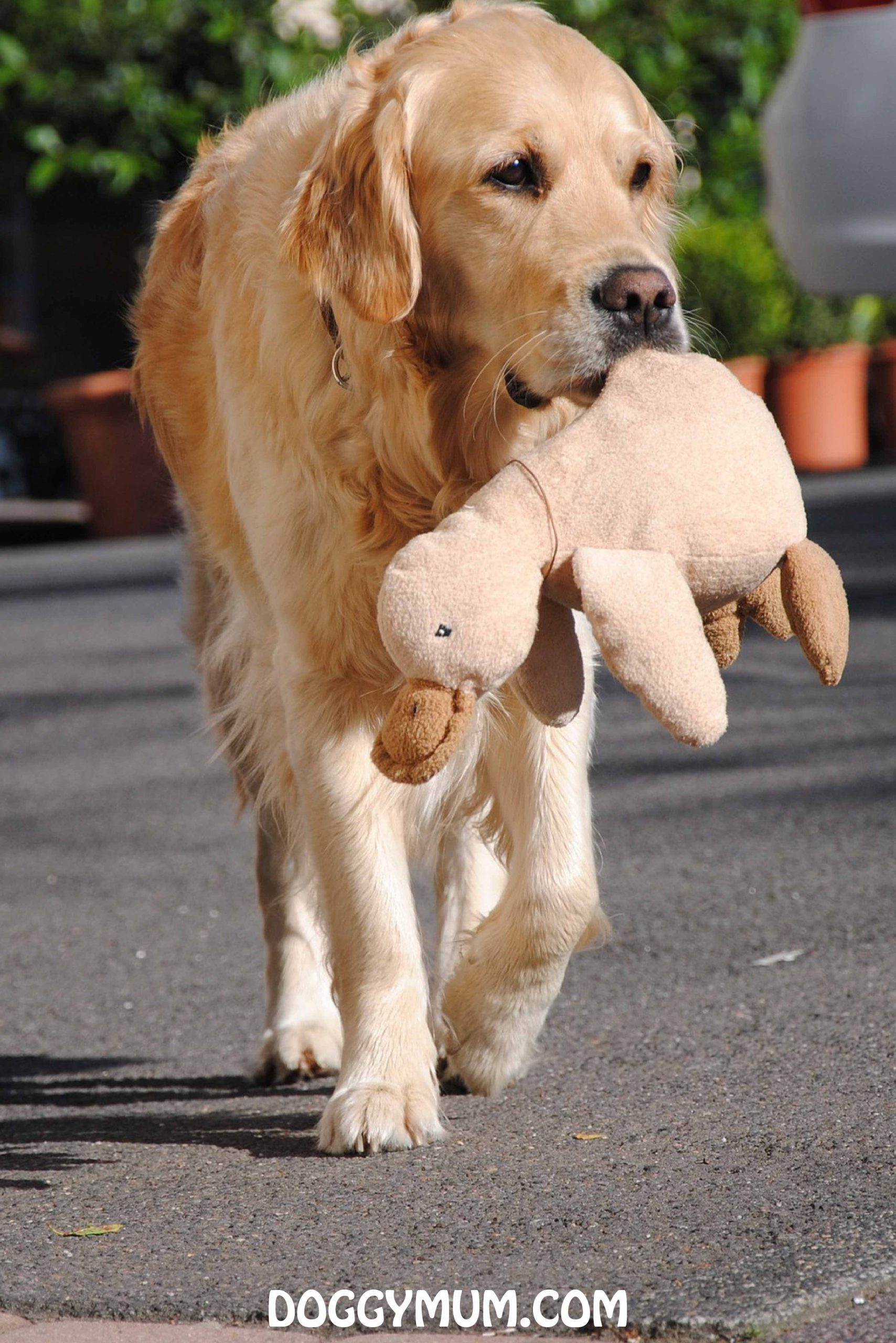 Golden Retrievers are the ideal family dog, but even the ...