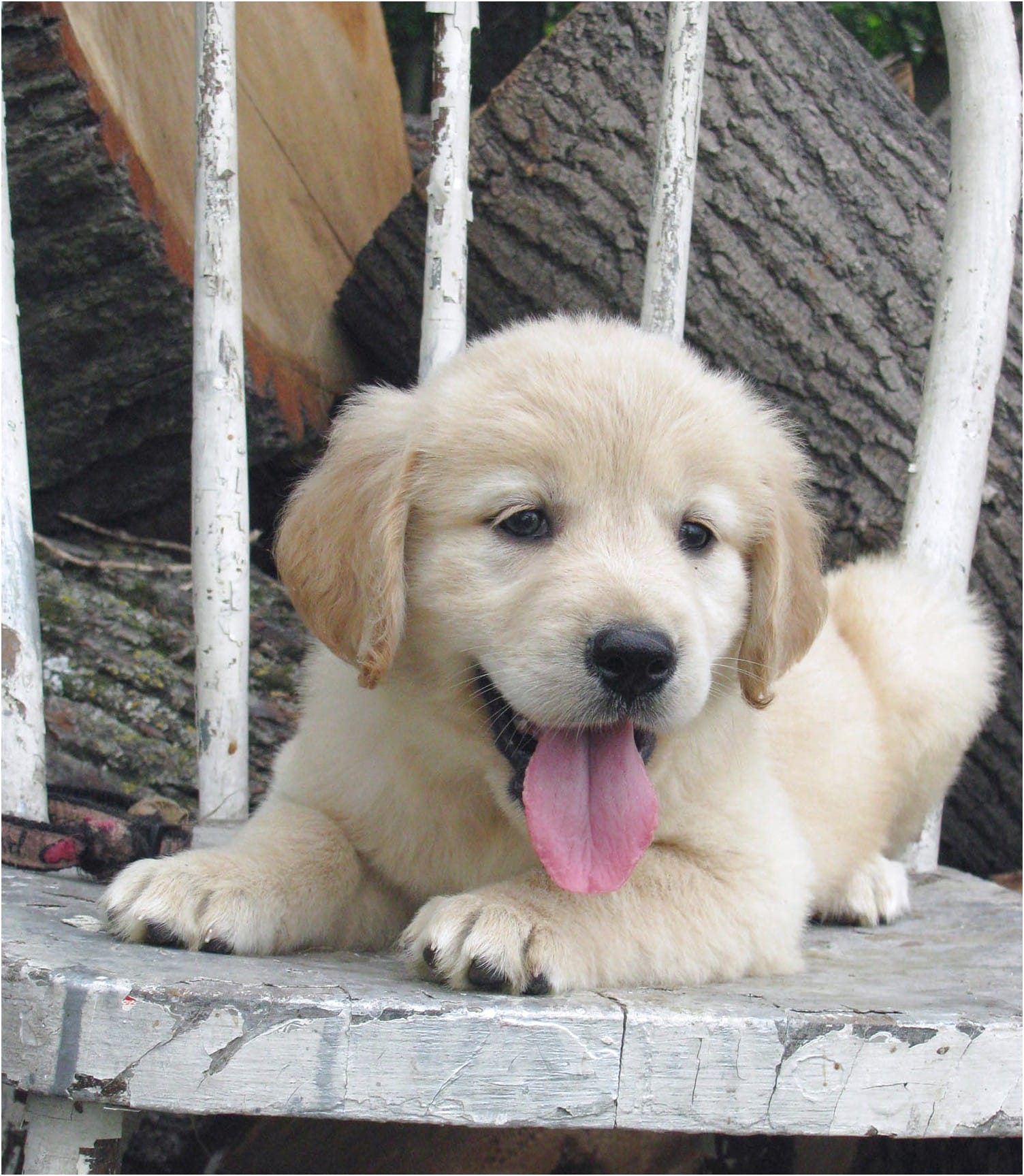 Golden Retrievers For Sale In Mn