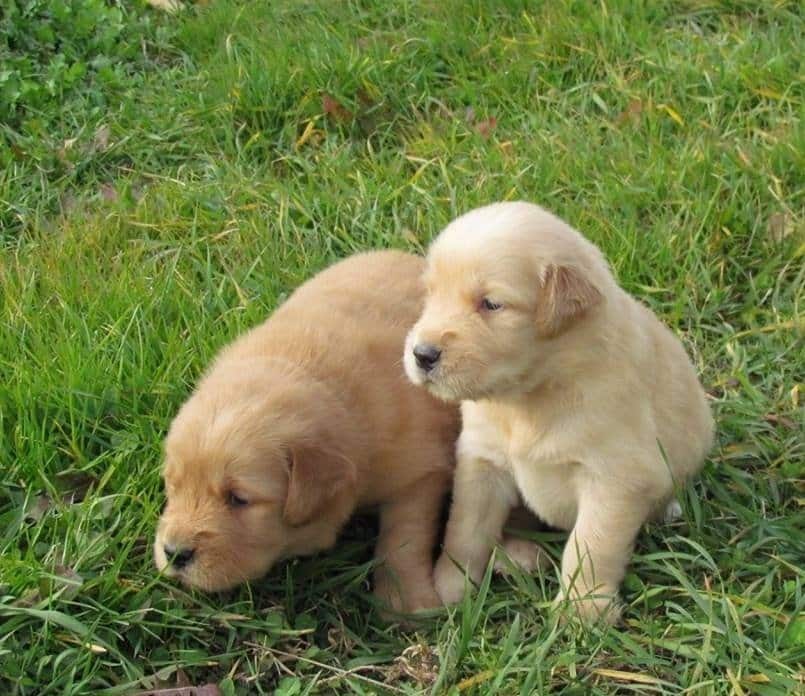 Golden Retrievers For Sale Maryland