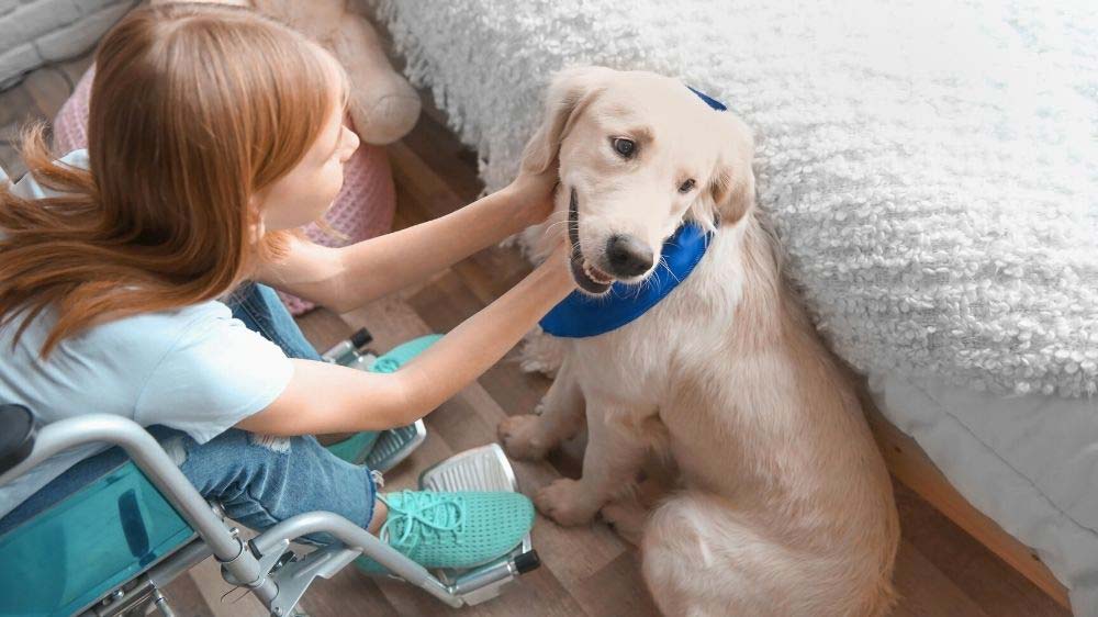Golden Retrievers Make Good Service Dogs (Heres Why ...
