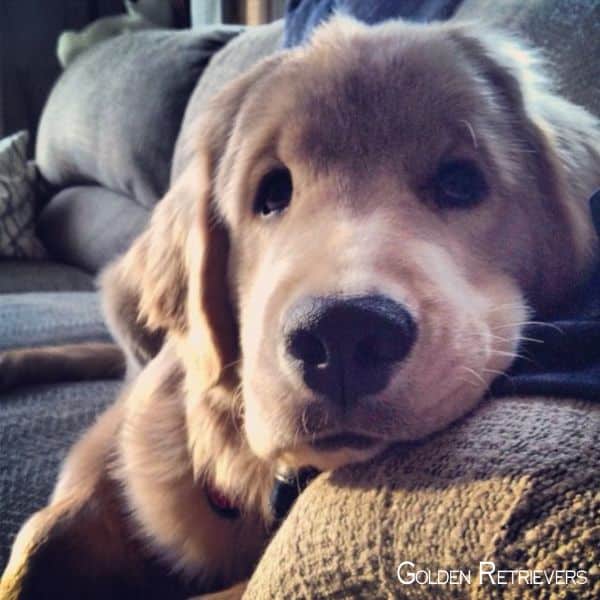 Golden Retrievers Pup #goldenretrieverlovers #goldenretrieversofig ...
