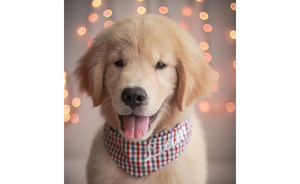 Golden Retrievers: The Gentle Dog Breed With A Coat and ...