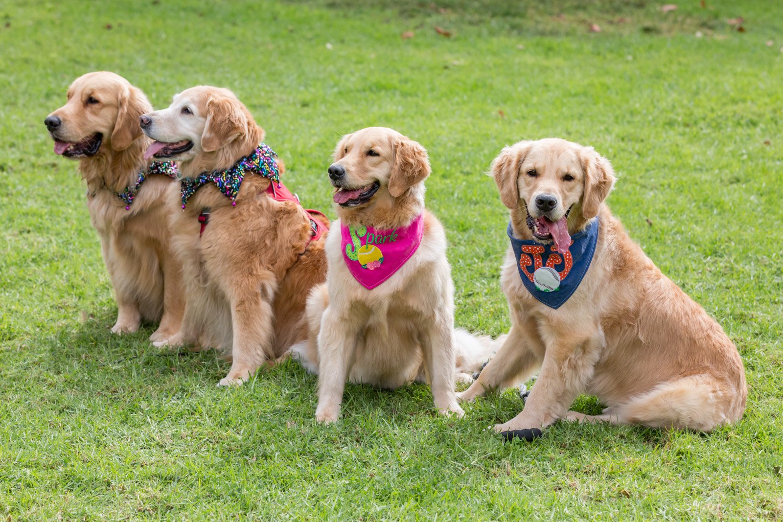 Golden Retrievers  The History and Care  Southern ...