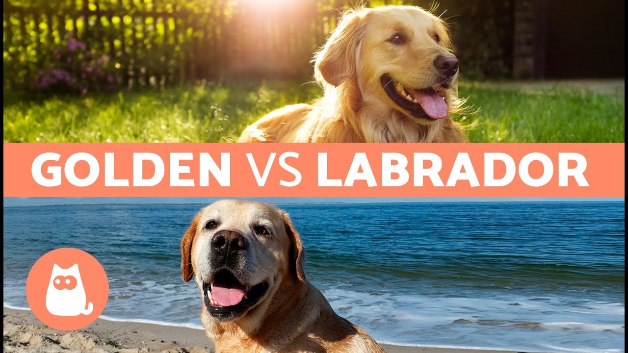 Golden Vs. Labrador – Differences Between Labrador ...