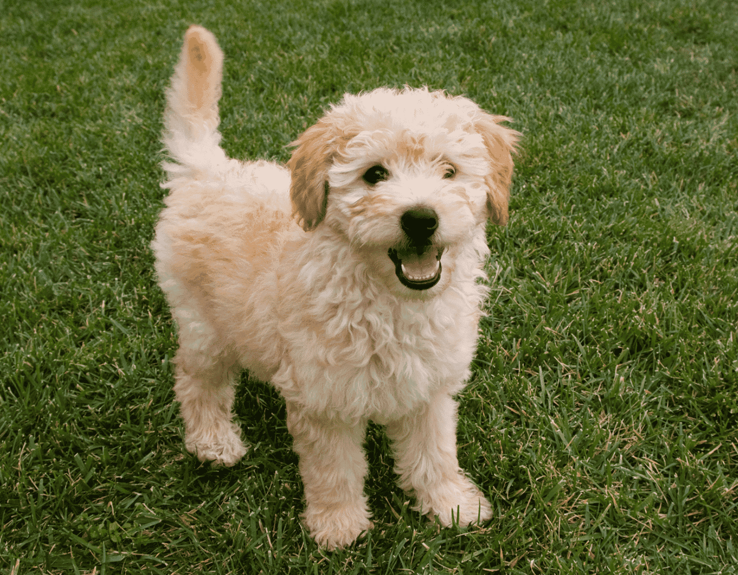Goldendoodle: Is The Golden Retriever Poodle Mix Best for You?