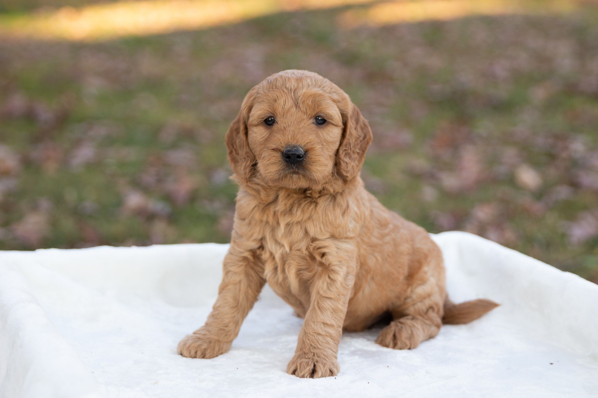Goldendoodle Puppies For Sale In Maryland