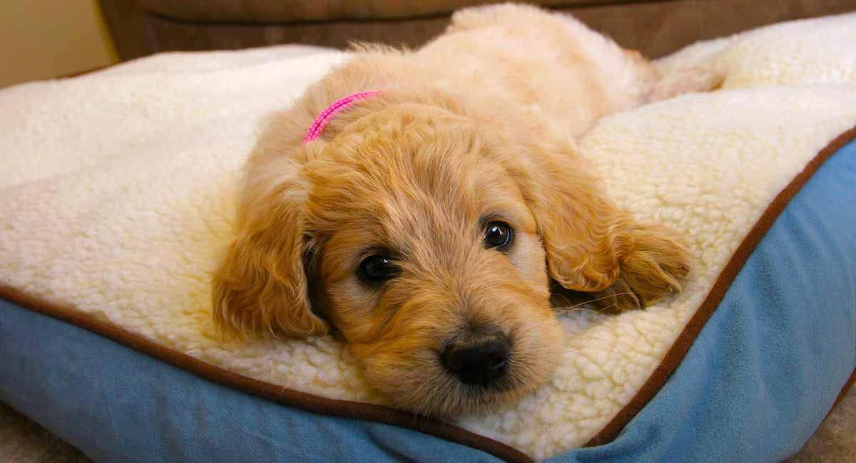 Goldendoodle: The Golden Retriever Poodle Mixed Breed