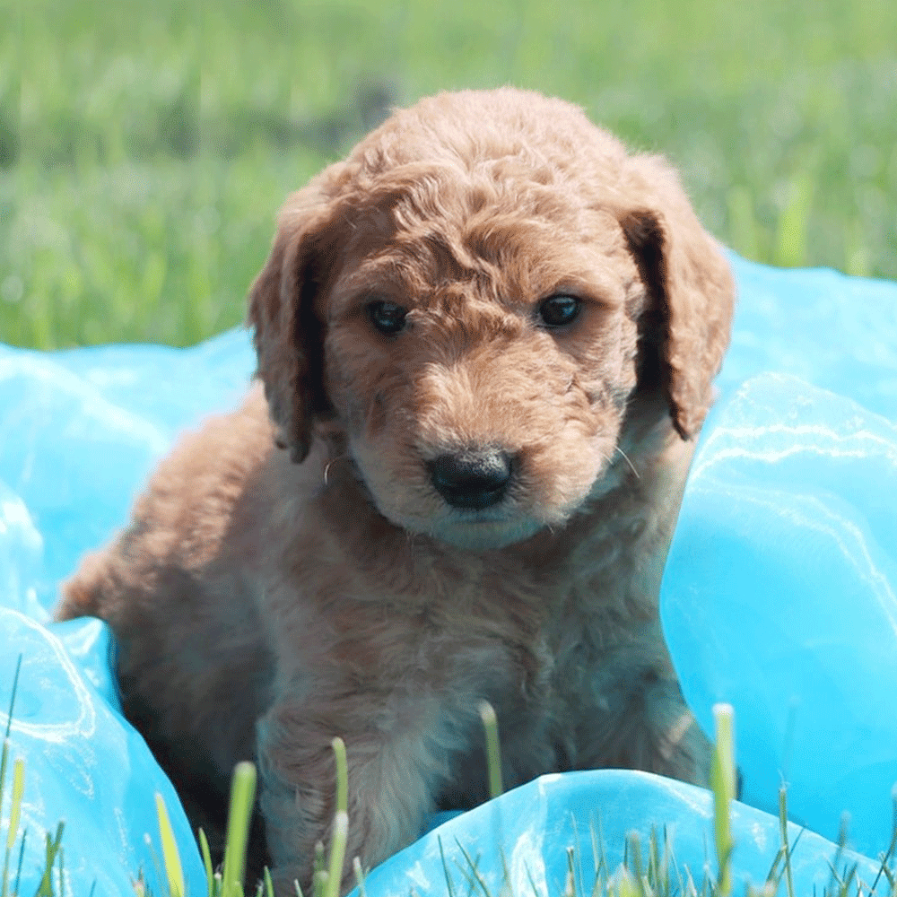 Goldendoodles = mix of Golden Retriever and Poodle
