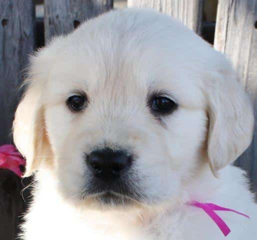 Gorgeous AKC English Cream Golden Retriever Puppies for Sale in ...