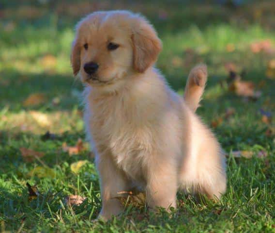 Gorgeous AKC Golden Retriever Pup