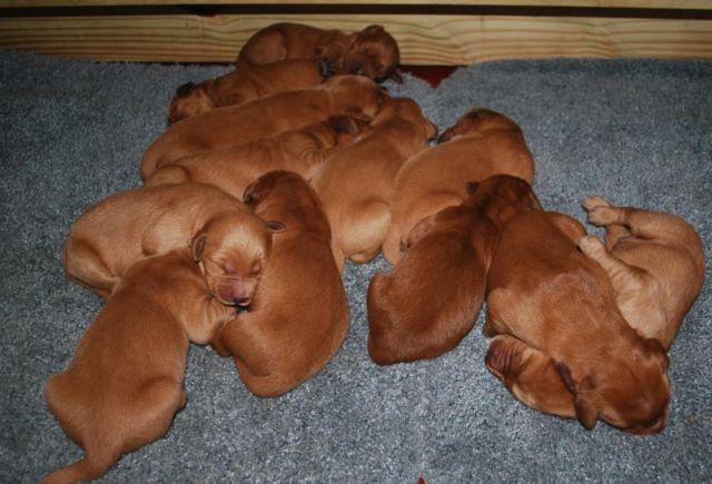 Gorgeous Dark and Medium Red Golden Retriever Puppies for ...