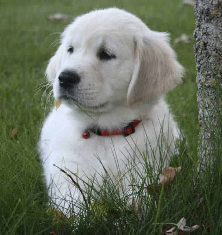 gorgeous long haired English cream white goldens images