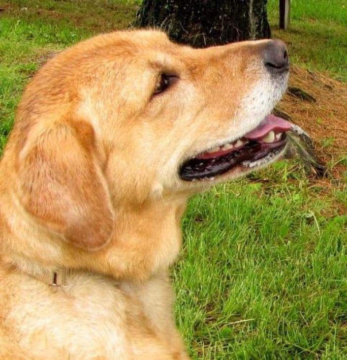Gracie, a Yellow Lab/Golden Retriever Mix, Does Great with Older Kids ...