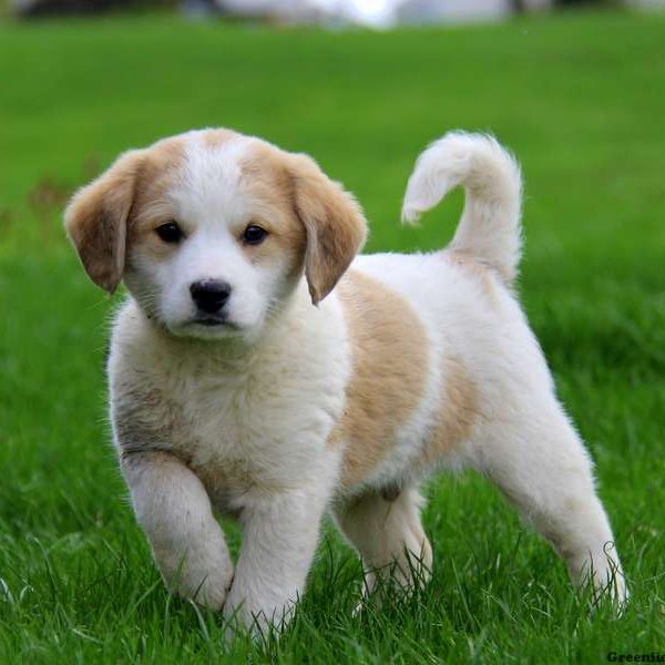 Great Pyrenees Mix Puppies For Sale