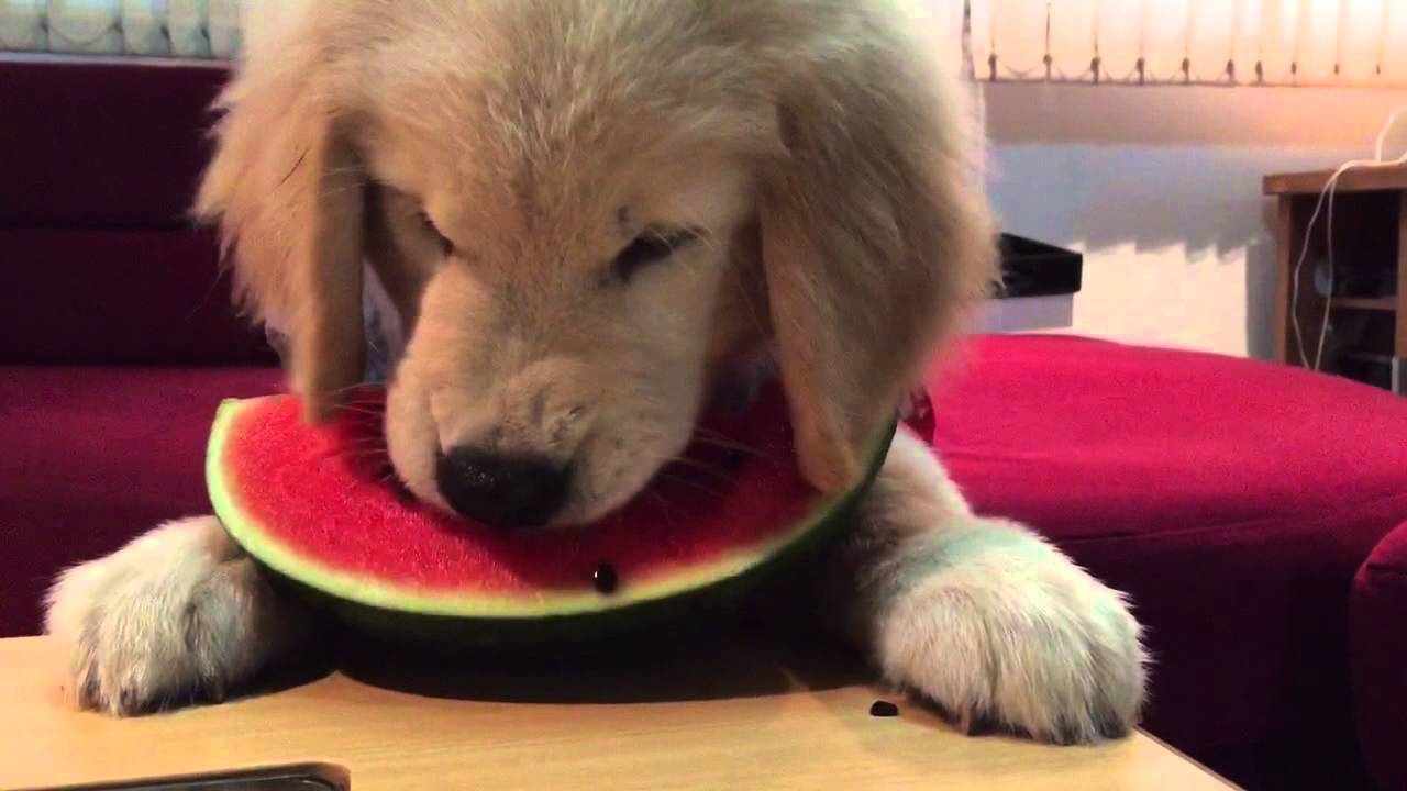 Have You Seen A Golden Retriever Eating Fruit? This Will ...