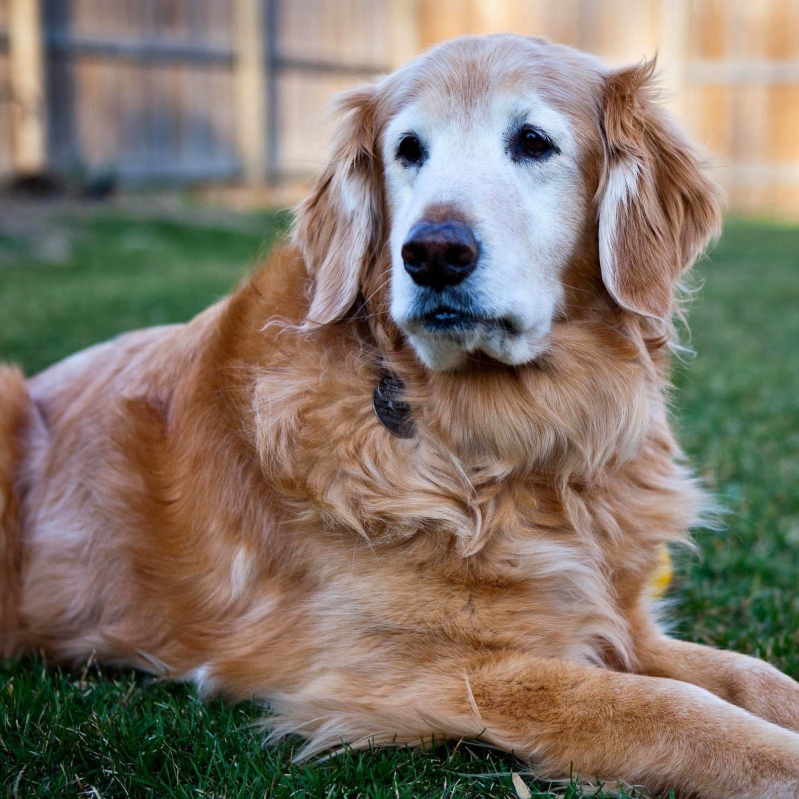 Health Issues: Health Issues With Golden Retrievers