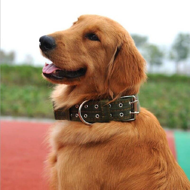 High Quality Big Size/Large Dog Collar Brief Pattern Pet Collar For ...