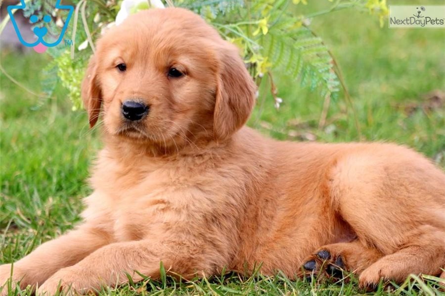 Hoops: Golden Retriever puppy for sale near Lancaster, Pennsylvania ...