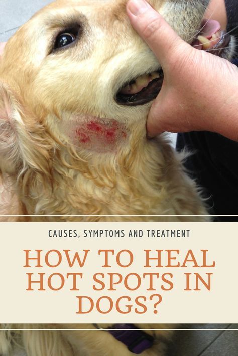 Hot spots in dogs present a common health problem. Here you can find ...